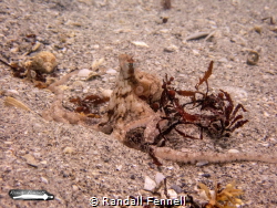 My first octo! Taken in waist deep water at Blue Heron, I... by Randall Fennell 